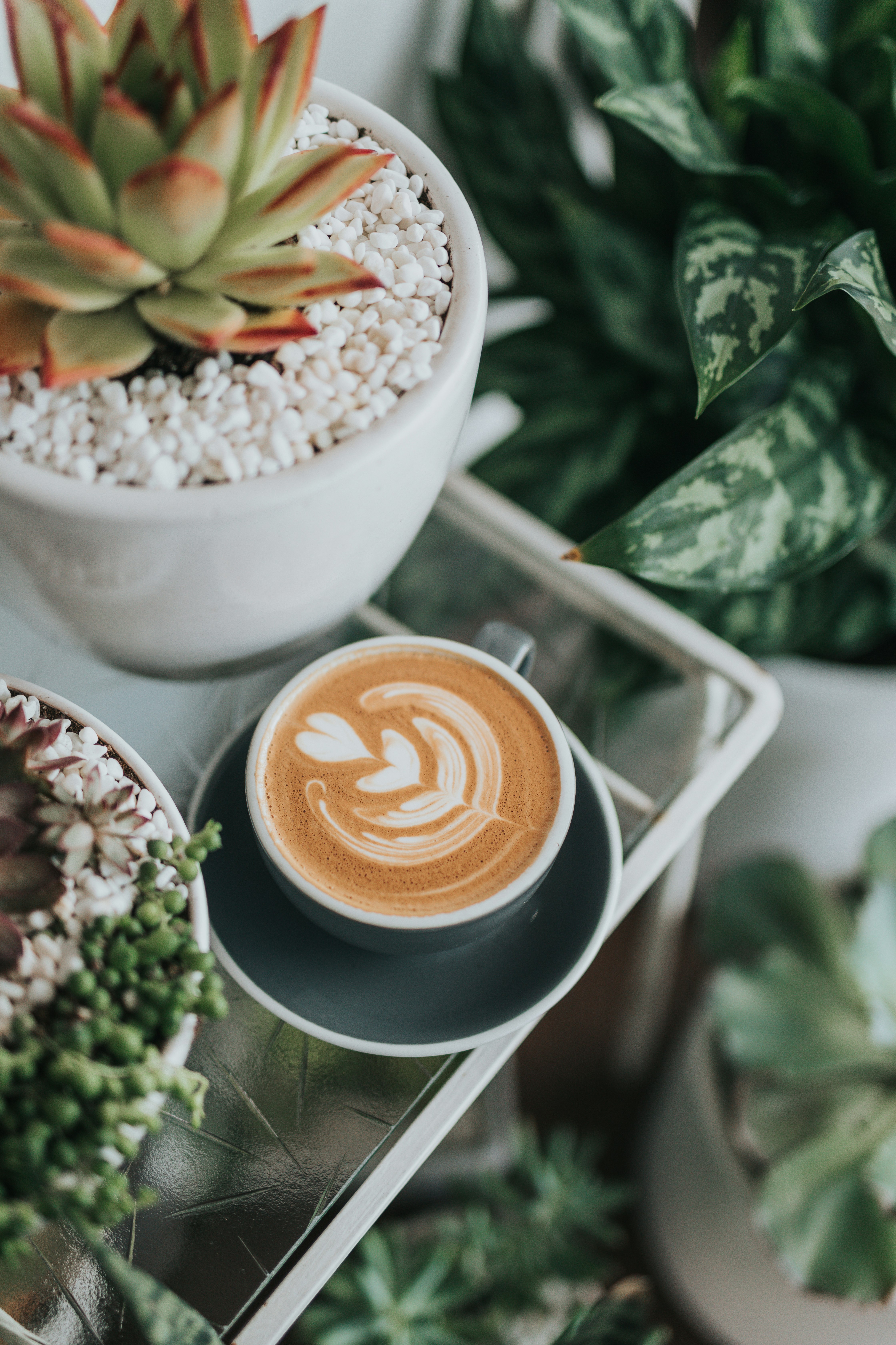 teacup with espresso beside succulent plant